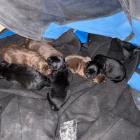 Cuccioli di labrador