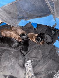 Cuccioli di labrador