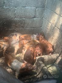 Maialini nati da scrofa