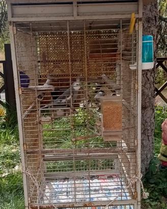 Calopsite maschio con gabbia