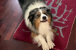 Volkswagen Tiguan 2.0 TDI 193 CV DSG 4MOTION R-Lin