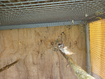 Diamantini bengalini