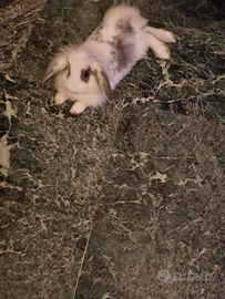 Coniglio ariete 4 mesi