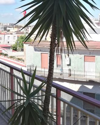Pianta Felicità Yucca con vaso