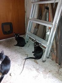 Gattine di tre mesi
