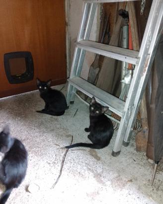 Gattine di tre mesi