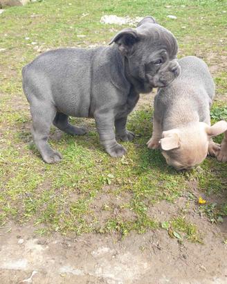 Bulldog francese