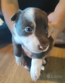 Cucciola di border collie