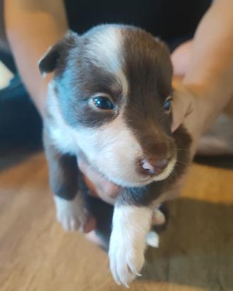 Cucciola di border collie