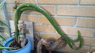 selenecireus grandoflorus