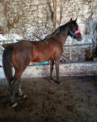 Cavallo
