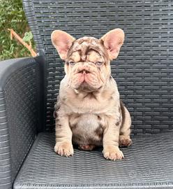 Cucciola di bulldog francese big rope