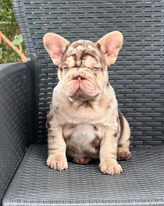 Cucciola di bulldog francese big rope