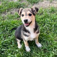 Cucciola femmina in ADOZIONE