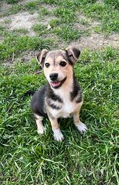 Cucciola femmina in ADOZIONE