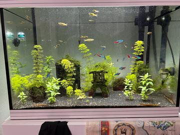 Acquario askoll L 58 litri con mobile