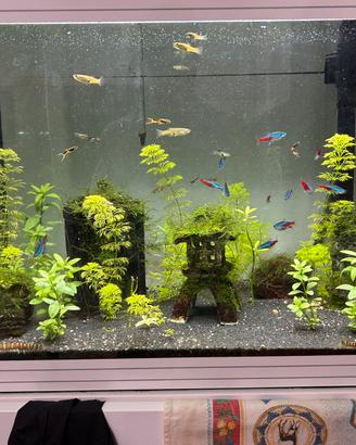 Acquario askoll L 58 litri con mobile