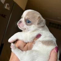Chihuahua con pedigree