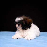 Cucciolo di shih tzu maschio