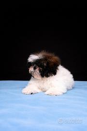 Cucciolo di shih tzu maschio