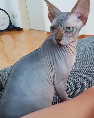 Gatta Sphynx di 4 anni monovedente