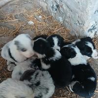 Cuccioli originali di border collie da lavoro