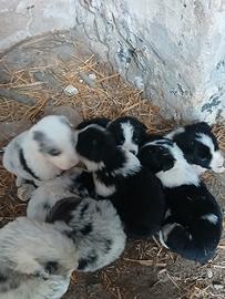 Cuccioli originali di border collie da lavoro