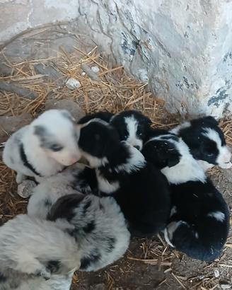 Cuccioli originali di border collie da lavoro