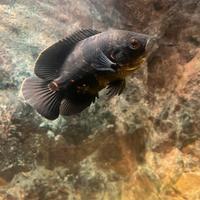 Astronotus ocellatus "oscar"