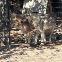 Branco cani lupi cecoslovacchi