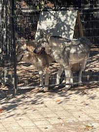 Branco cani lupi cecoslovacchi