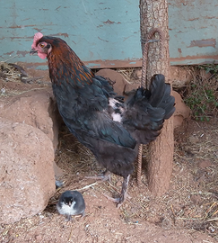 Gallo e Gallina Marans