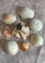 set decorativo di conchiglie marine naturali da