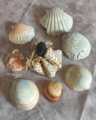 set decorativo di conchiglie marine naturali da