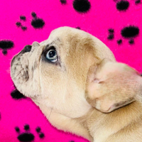 Cucciolo di bulldog francese