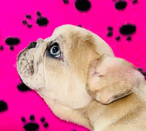 Cucciolo di bulldog francese