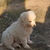 Cucciola pastore maremmano abruzzese
