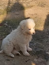 Cucciola pastore maremmano abruzzese