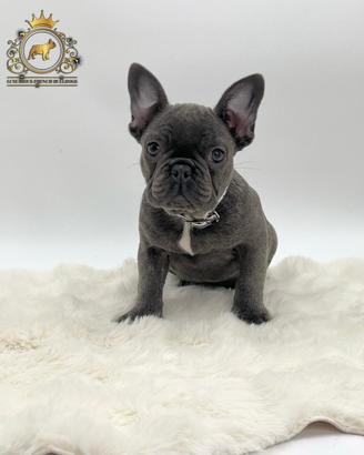 Esclusiva Principessina Bulldog Francese Total Blu