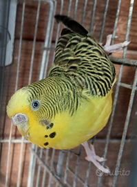 Cocorite femmina Clear Body/Ali Nere(BW)