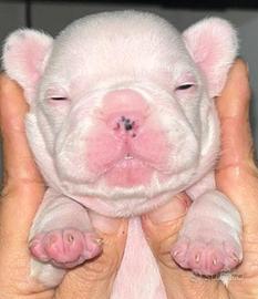 Bulldog francese
