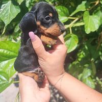 Bassotto nero focato