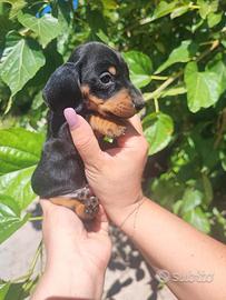 Bassotto nero focato