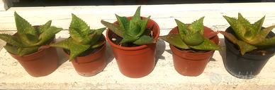 Piante di Aloe Saponaria o Maculata 