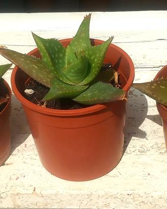 Piante di Aloe Saponaria o Maculata 