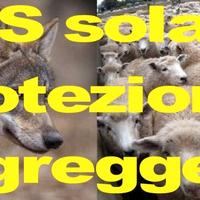 Controllo da remoto mucche e animali da pascolo