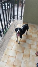 Cane femmina di un anno taglia piccola