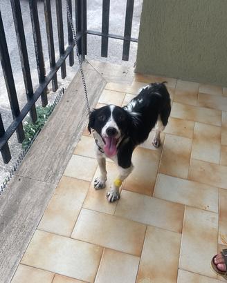 Cane femmina di un anno taglia piccola