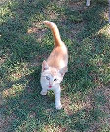 Gattino dolce di 3 mesi