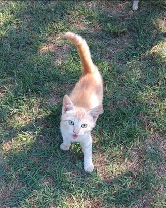 Gattino dolce di 3 mesi